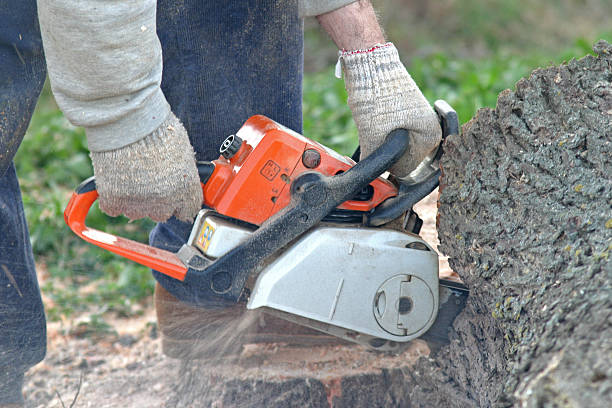 Best Tree Mulching  in Folsom, PA